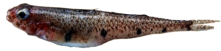 Deltentosteus quadrimaculatus_llll1